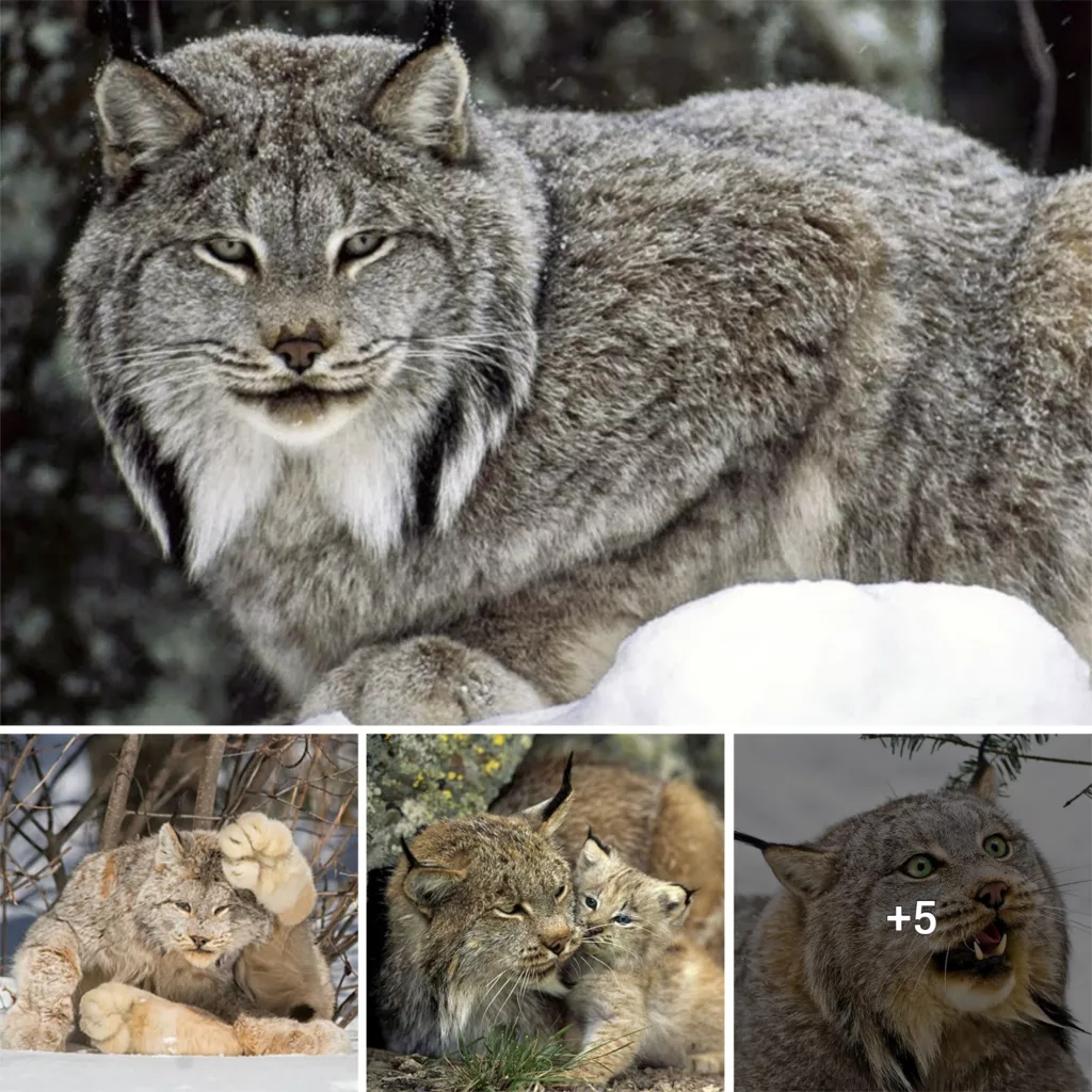 15 Photos That Will Make You Fall In Love With Canada Lynx