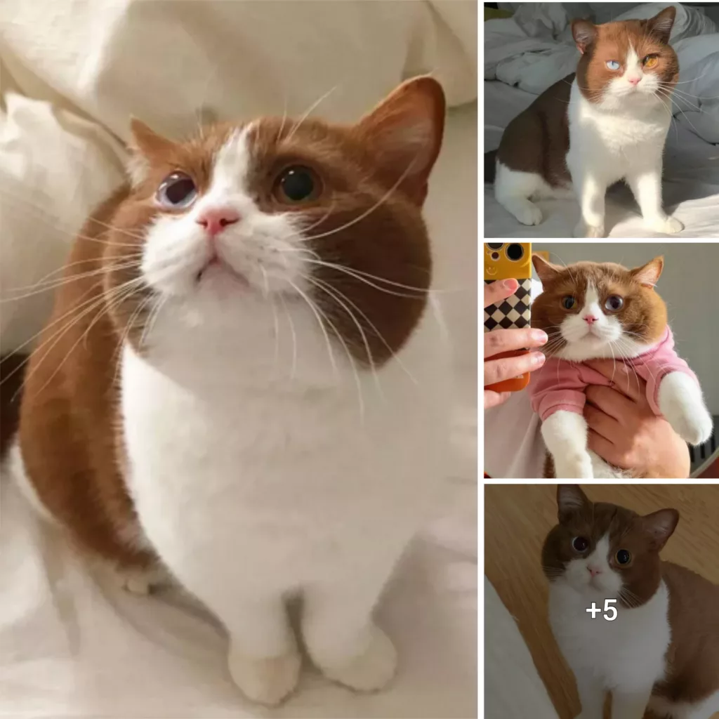 Meet Brownie, the Adorable Cat with Unique Cafe-Colored Fur