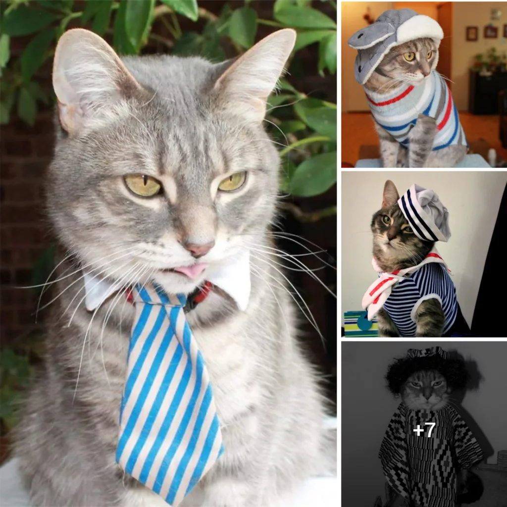 Meet Bishop Gaylord, The Cute Cat Who Loves Dressing Up
