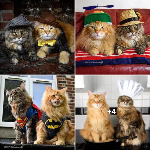 A Close Encounter with Artemis and Apollo, the Maine Coon Duo Who Rule Instagram