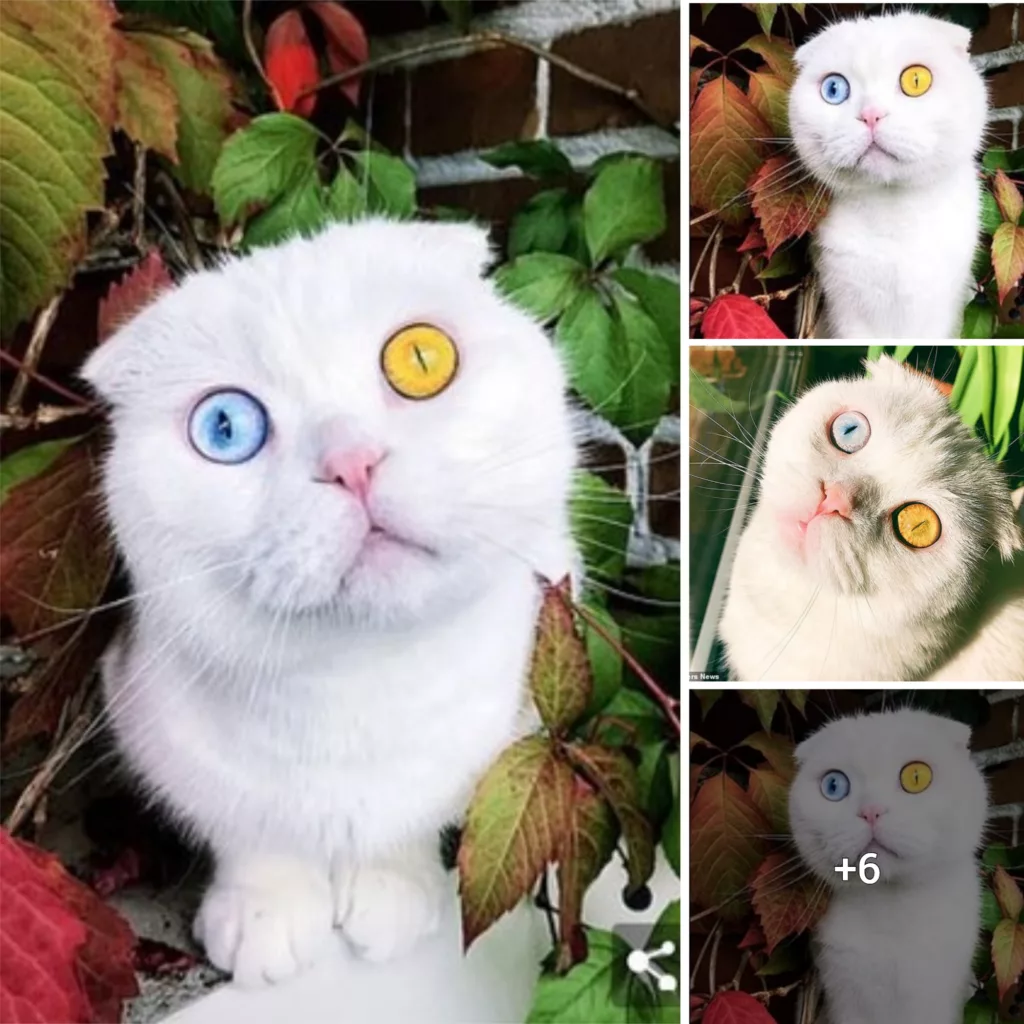 Meet Josept A beautiful white cat with two different eye colors has finally found an adopter for it.