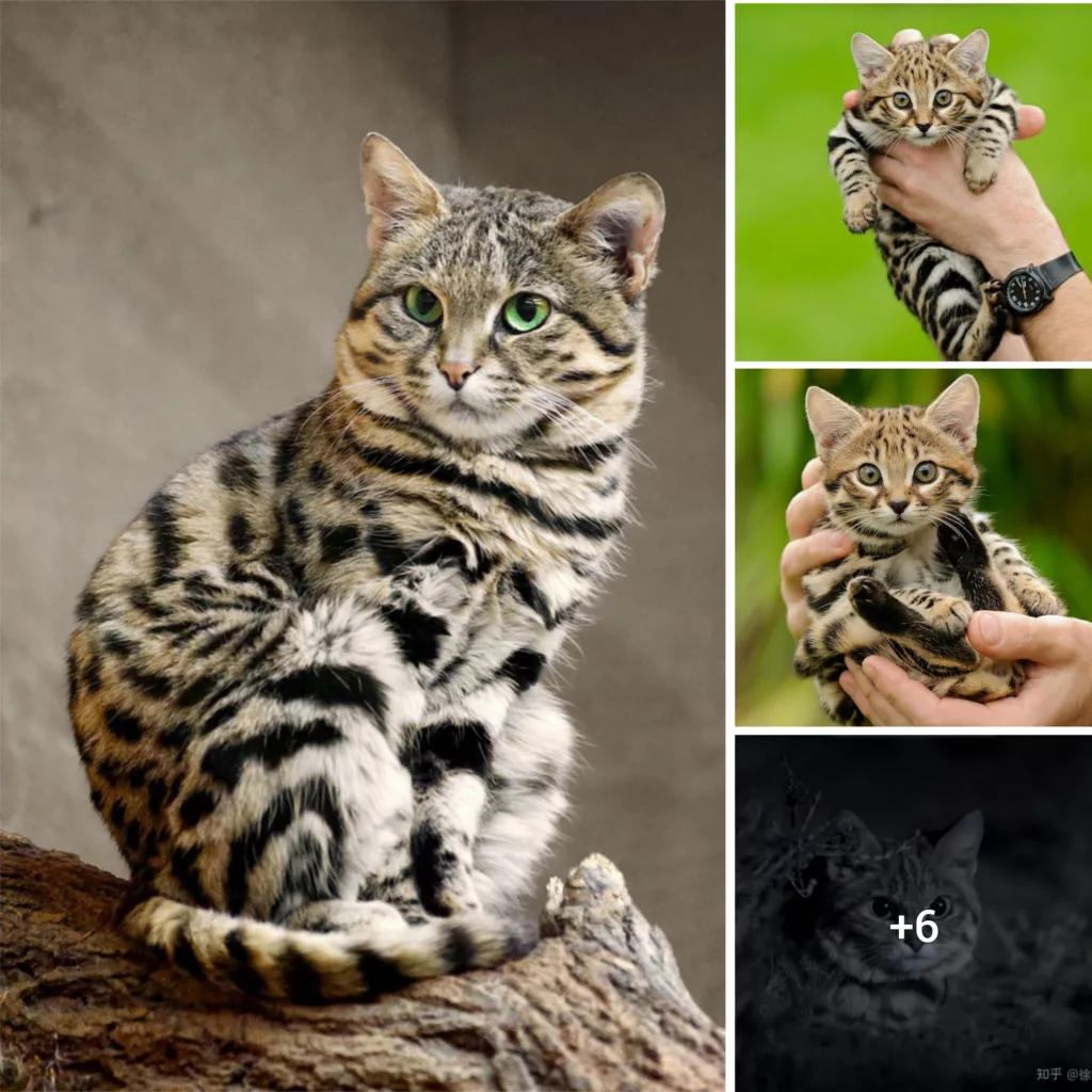Although black-footed cats appear to be harmless, they are the most lethal cats on the planet.