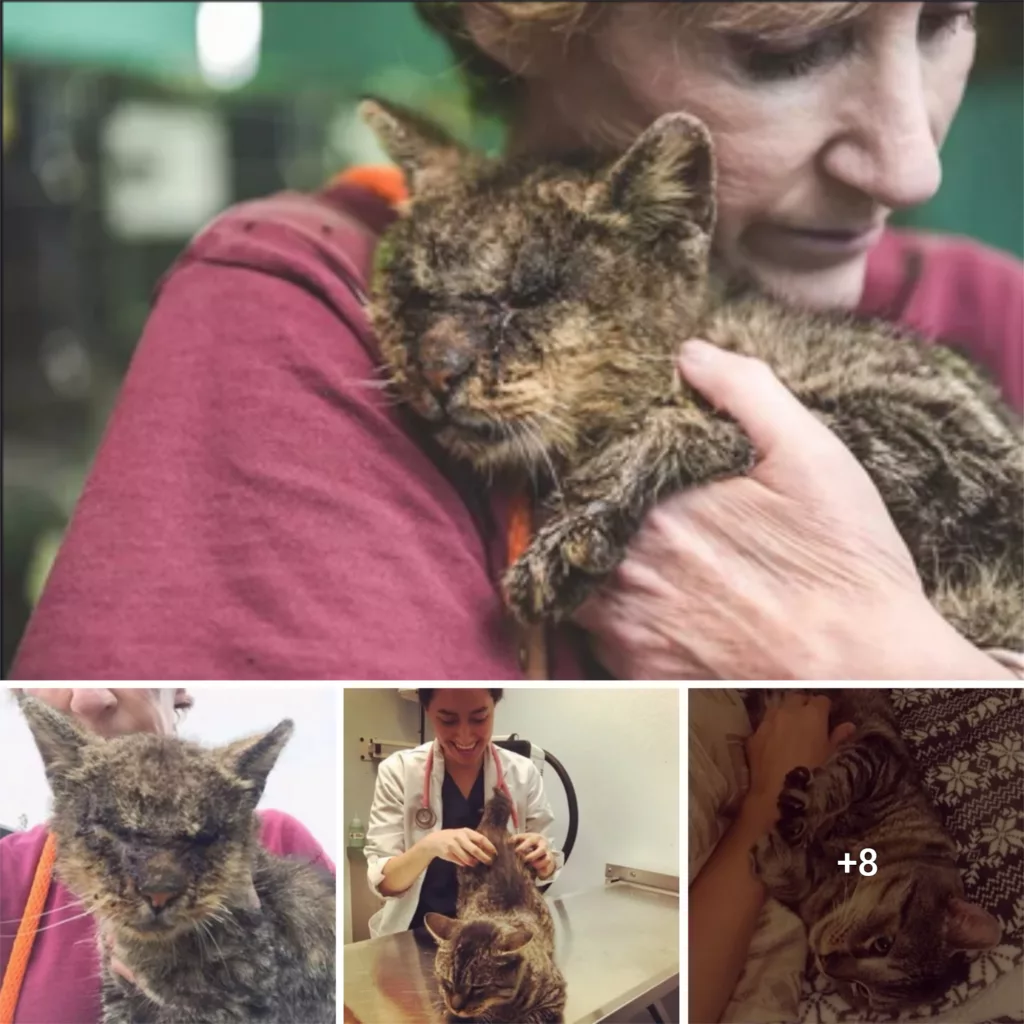 Everyone was Scared to Touch this Diseased Cat, but One Woman Didn’t Care