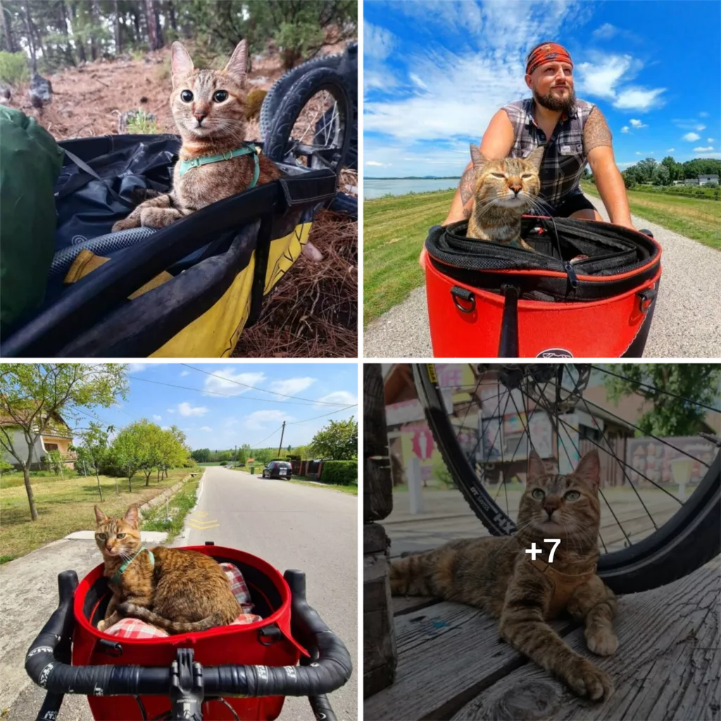 Nala And Her Dad Cycle The World