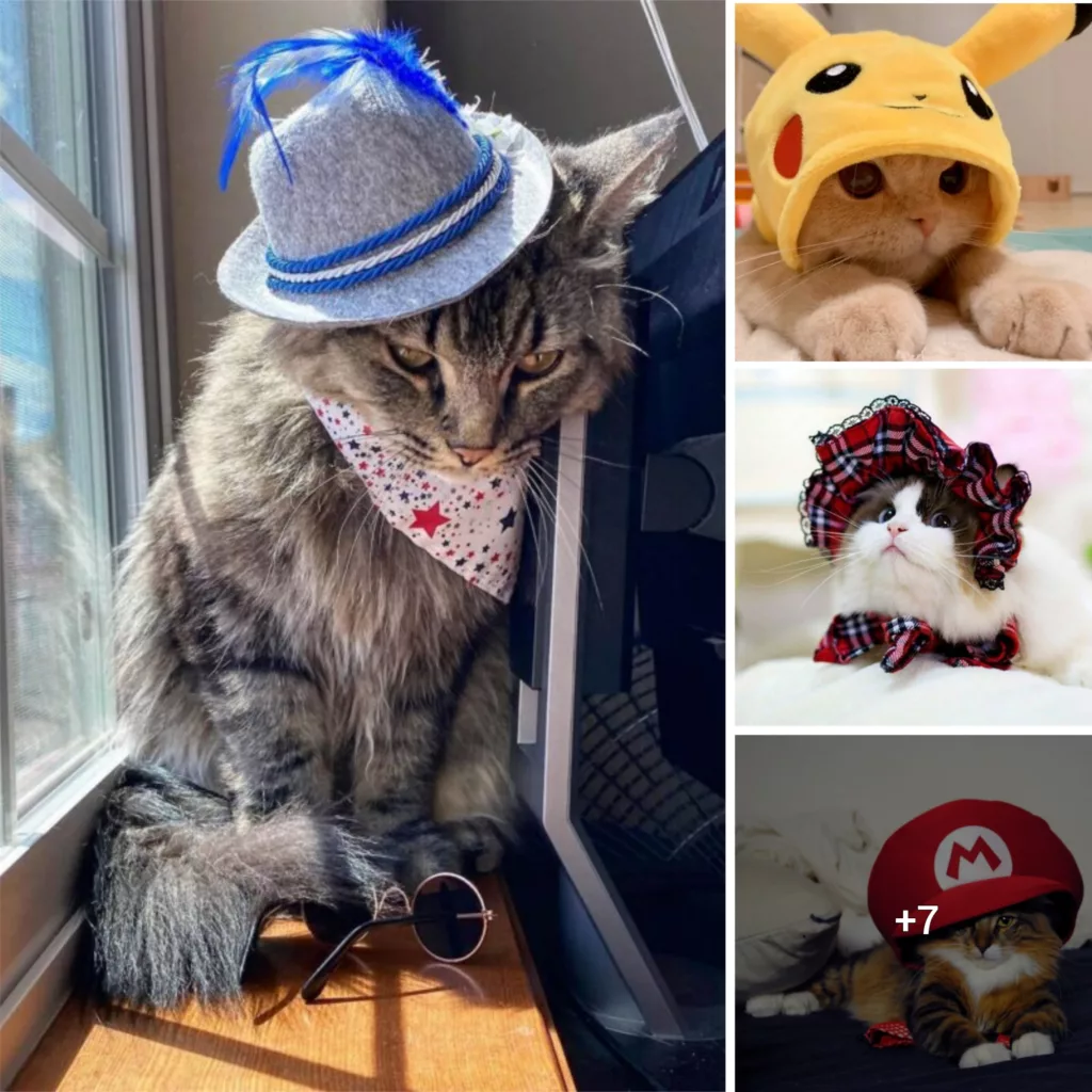 Chachamaru Loves His Hats, Just Like These 21 Other Cats