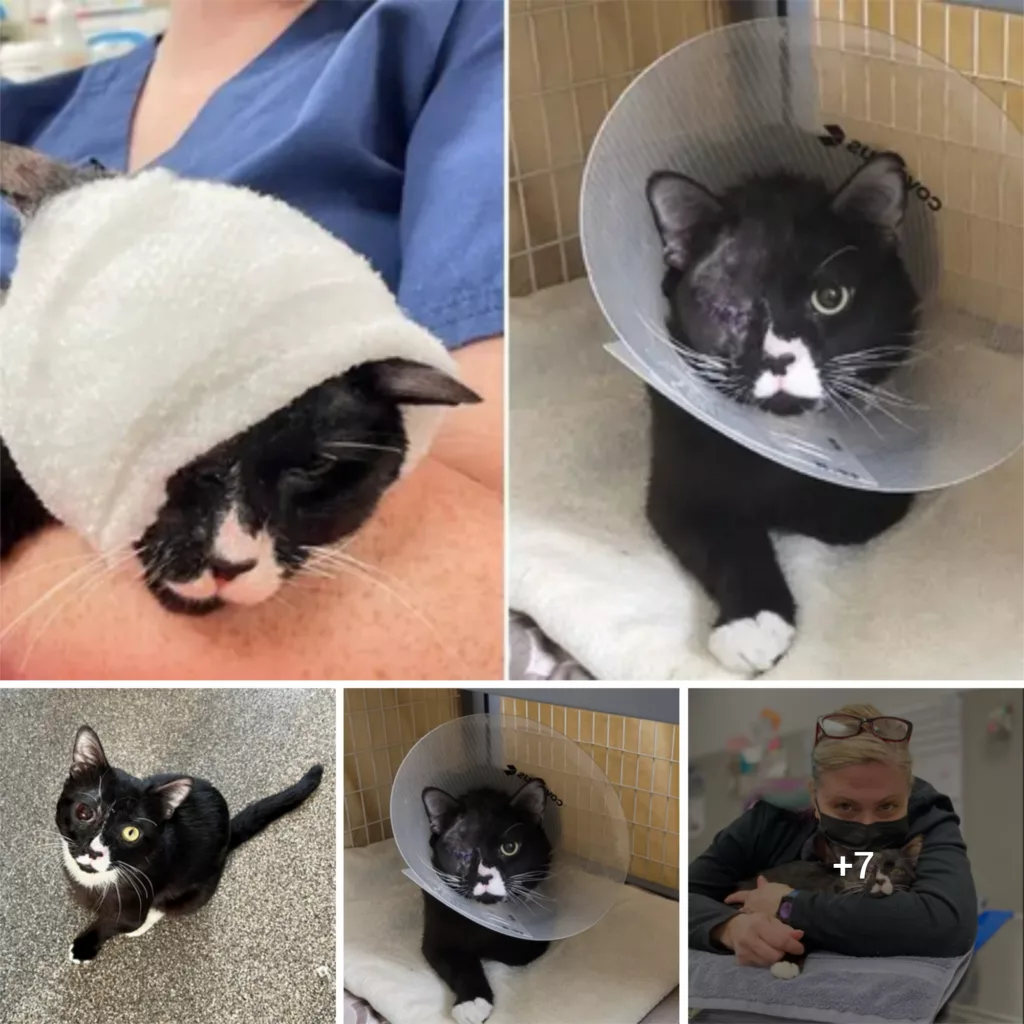 They come to the rescue of an abandoned cat, battered and with a “shattered” eye: It proves to be a true fighter!