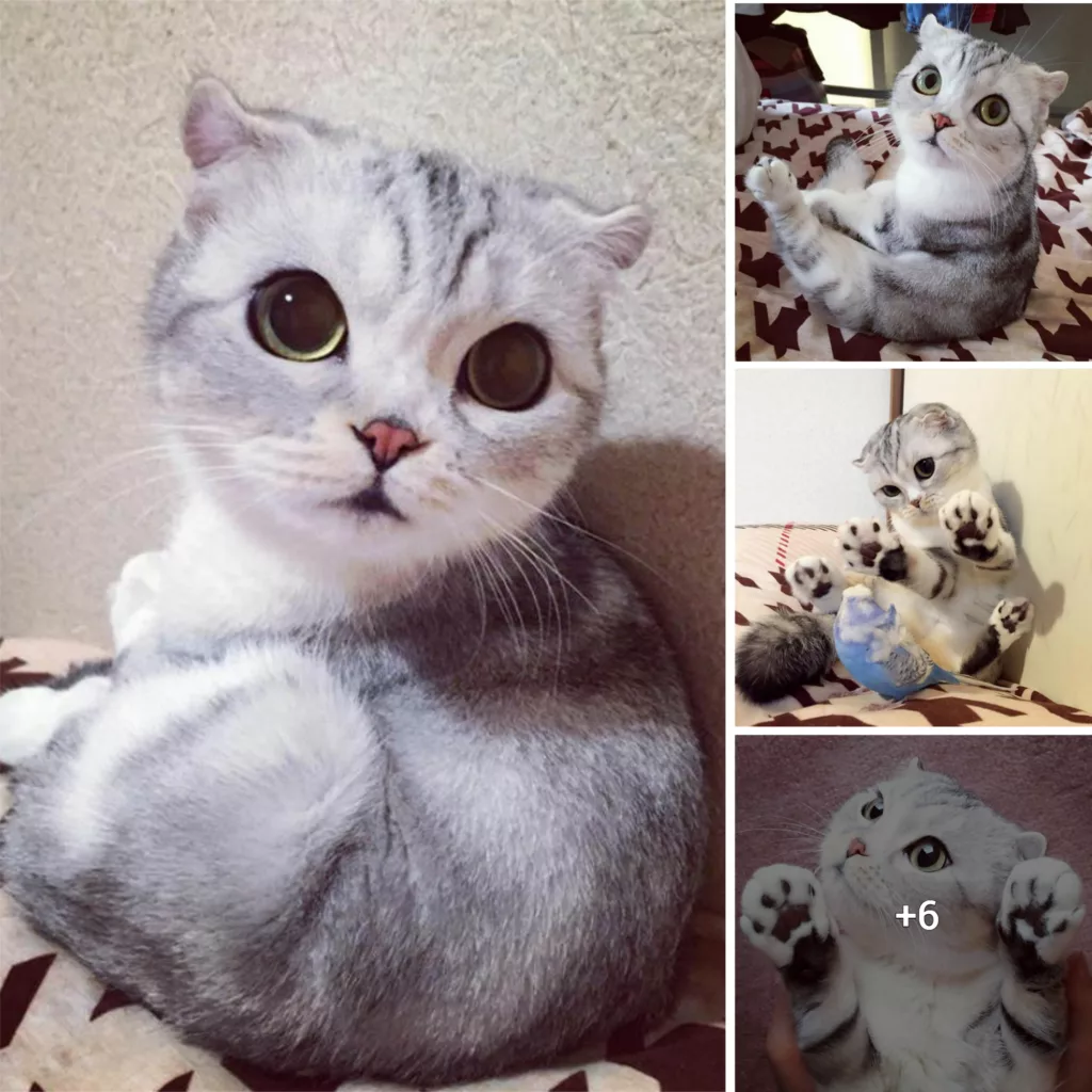 Meet Hana, A Japanese Kitty With Incredibly Big Eyes