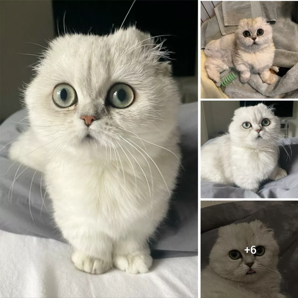 Meet Mochi, A Munchkin Cat Who Got Another Chance At Life And Found A Forever Home After Losing Her Leg, Tail, And Both Ears Interview With Owner