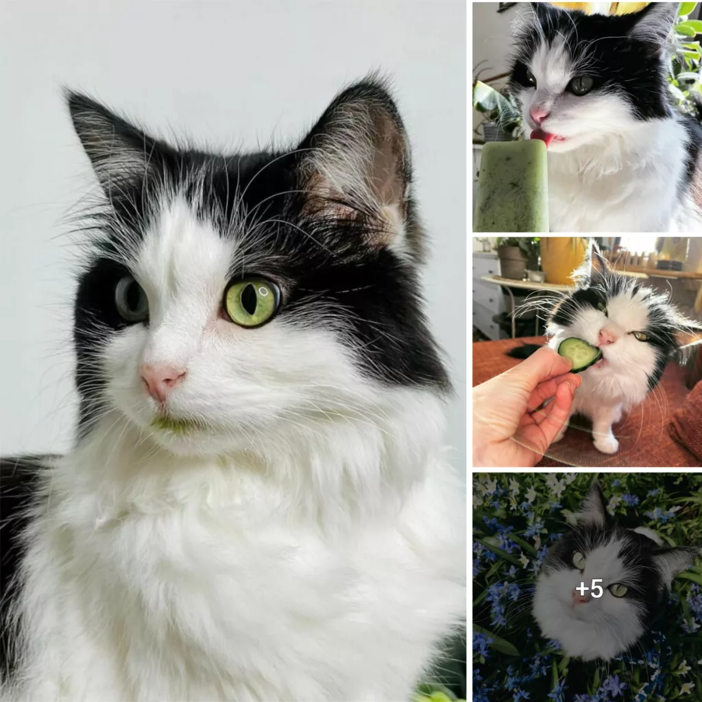 Meet Mauri A Cat From Finland Loves Munching On Cucumbers