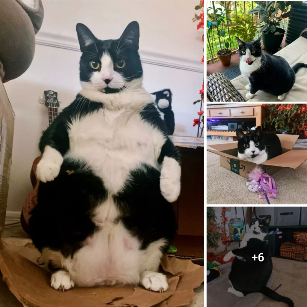 Meet Peggy chonky cat that seems to be part cat-part penguin when standing on two legs