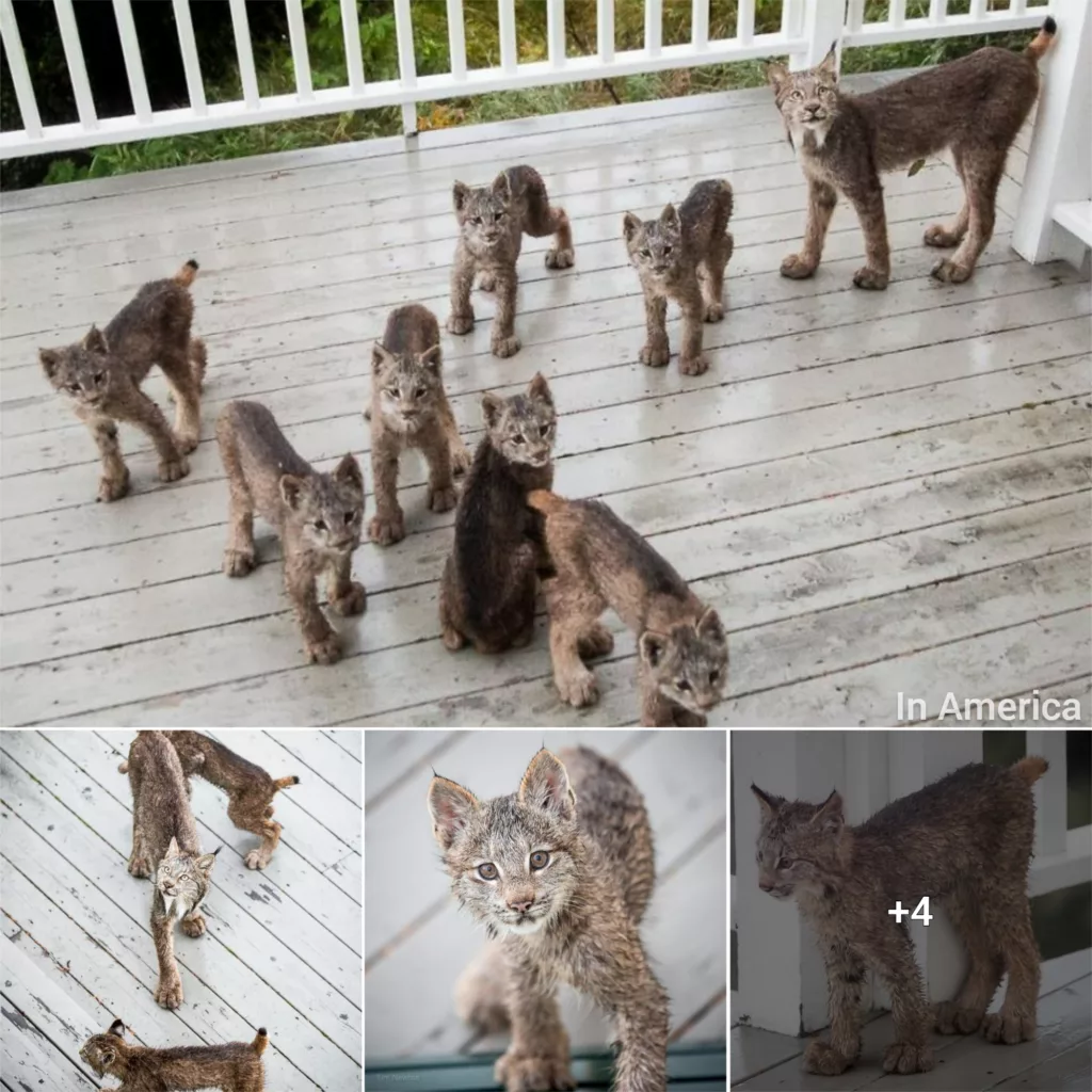 Man Woke Up To Strange Noise And He Discovered Lynx Family At His Doorstep