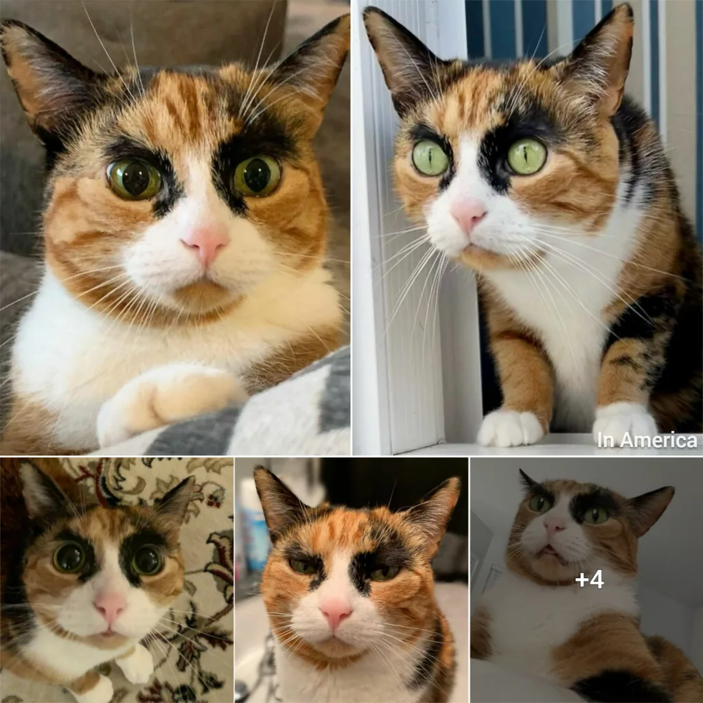 Meet Lilly A Cat Has Weird Eyebrows Which Make Her Look Like She’s Always Judging You