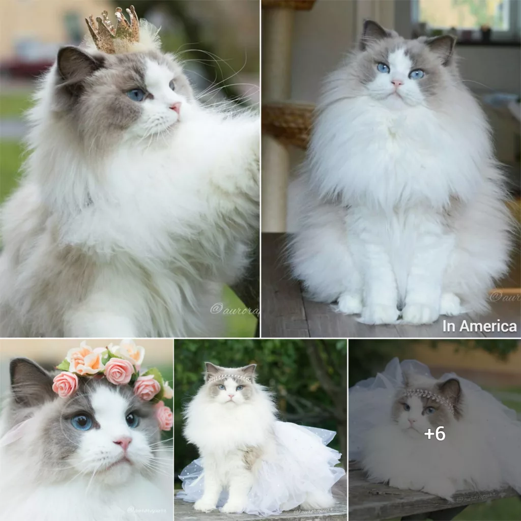 Meet Aurora, The Fluffy Cat True Princess