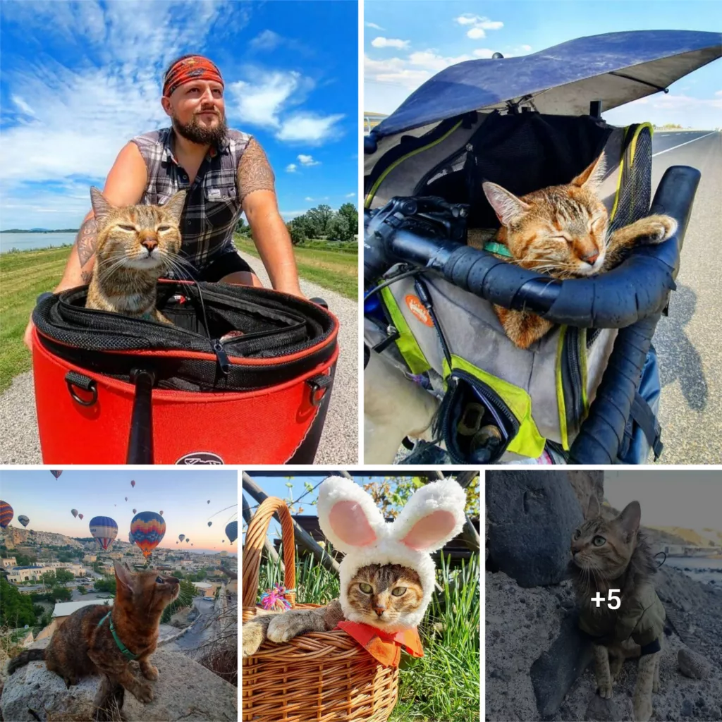 Scottish Man Decides To Cycle Across The Globe Solo, But Finds A Stray Cat Who Accompanies Him