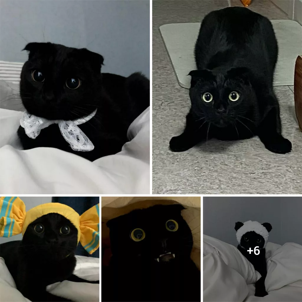 Meet MeonJi Black Cat Is So Adorable And Quirky He’s Taking Over Instagram Interview With Owner