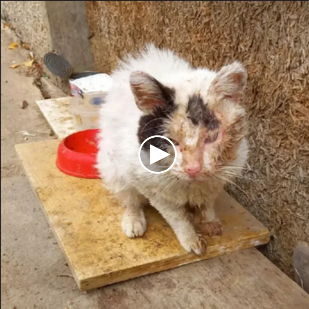 The desperate struggle of the poor abandoned cat, painful with wounds all around, looks so pitiful