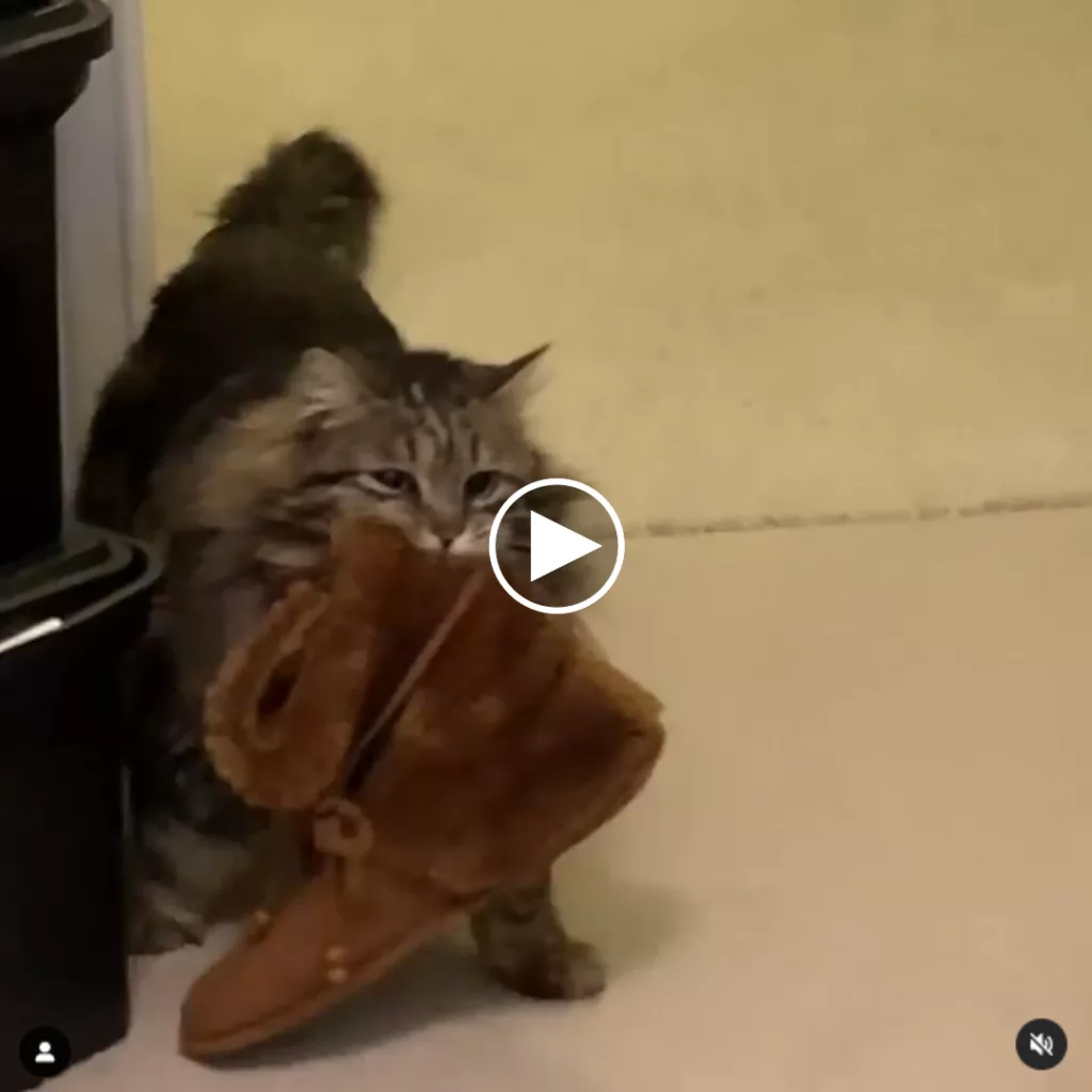 Meet Lulu A Caring Rescue Cat Brings Slippers to Her New Mom Every Morning
