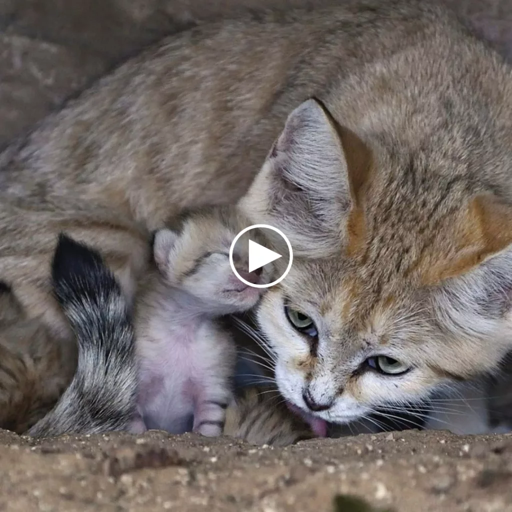 A special delivery from a rare sand cat surprises everyone!