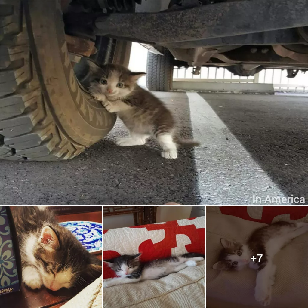 A man encounters a frightened stray kitten beneath a truck, and he instinctively recognizes the need to give her a loving home.