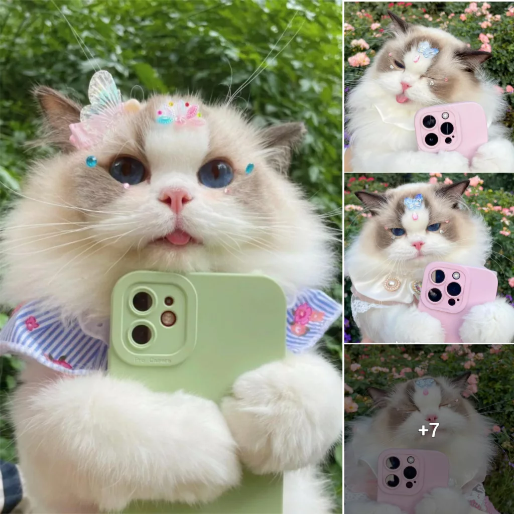 The social media sensation cat is well known for his adorable and seductive expressions