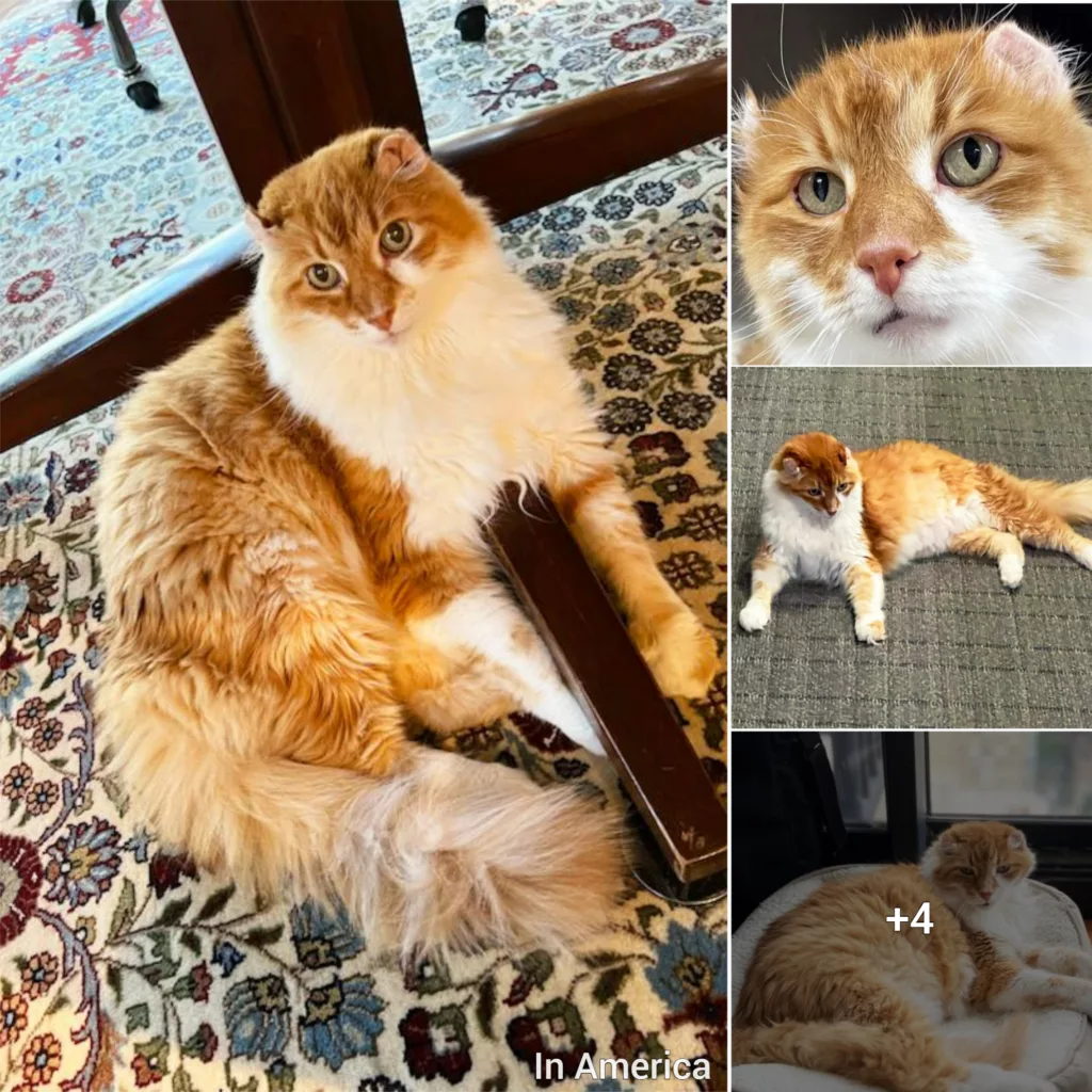 Regal red tabby cat is king of his adopter’s heart