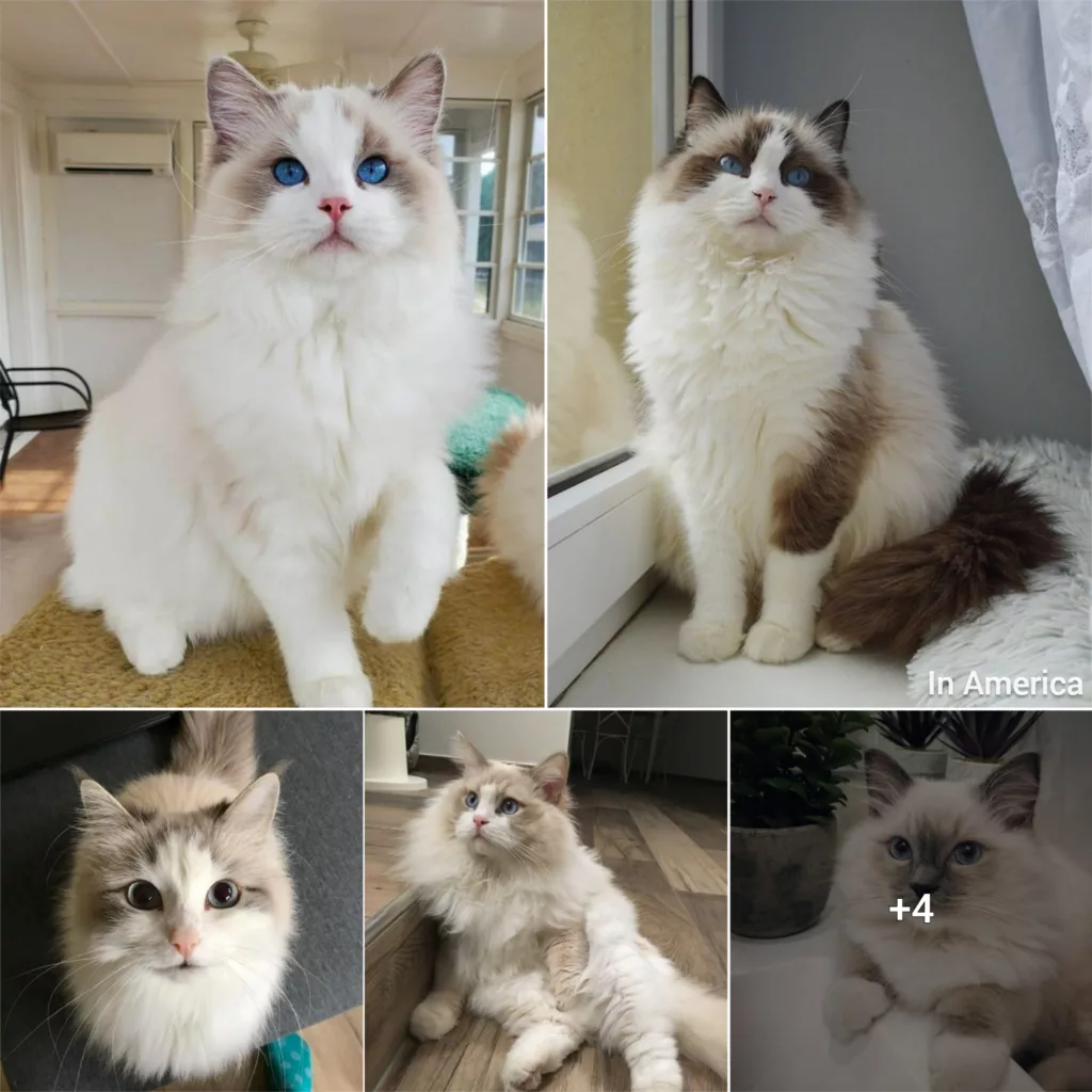 Meet Ena Kitty: The Endearing Tale of a Lovely Ragdoll Cat Born in the Summer of 2000