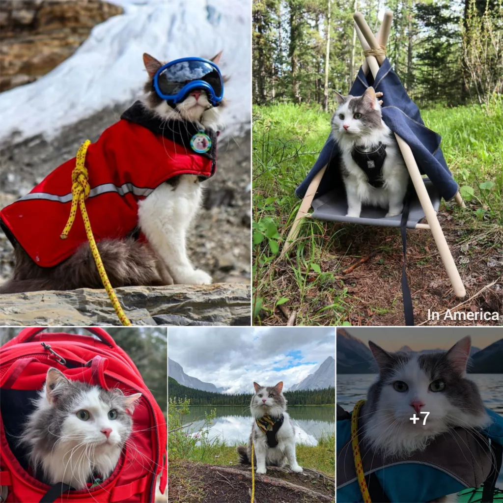 Meet Gary, The Meowntaineering Rescue Cat And His Adventures Are Adorable
