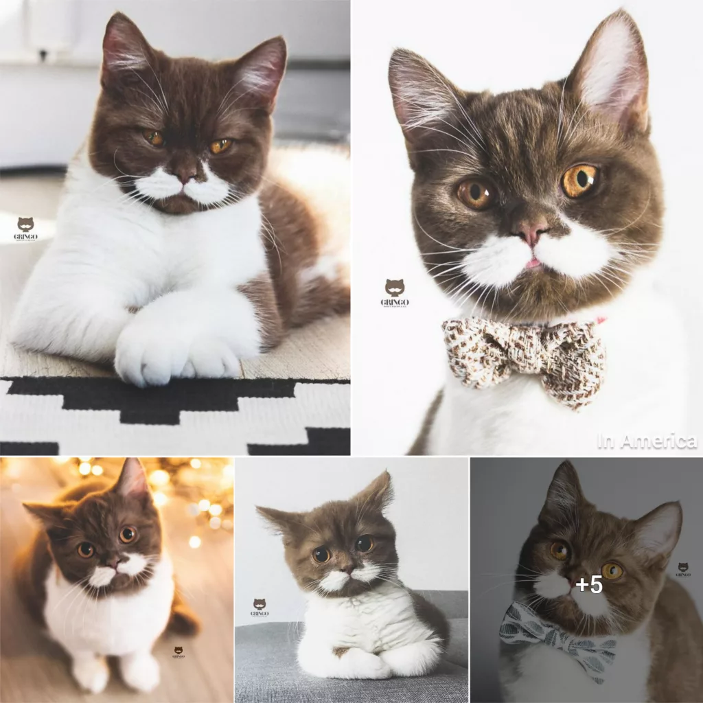 Meet Gringo, The Cat Who Mustached His Way Into Our Heart