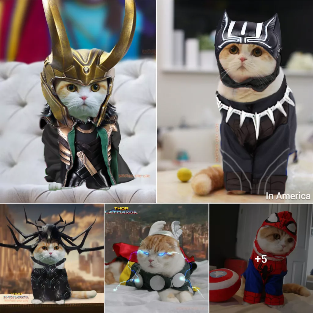 Cute Cat Cosplays As Marvel Characters