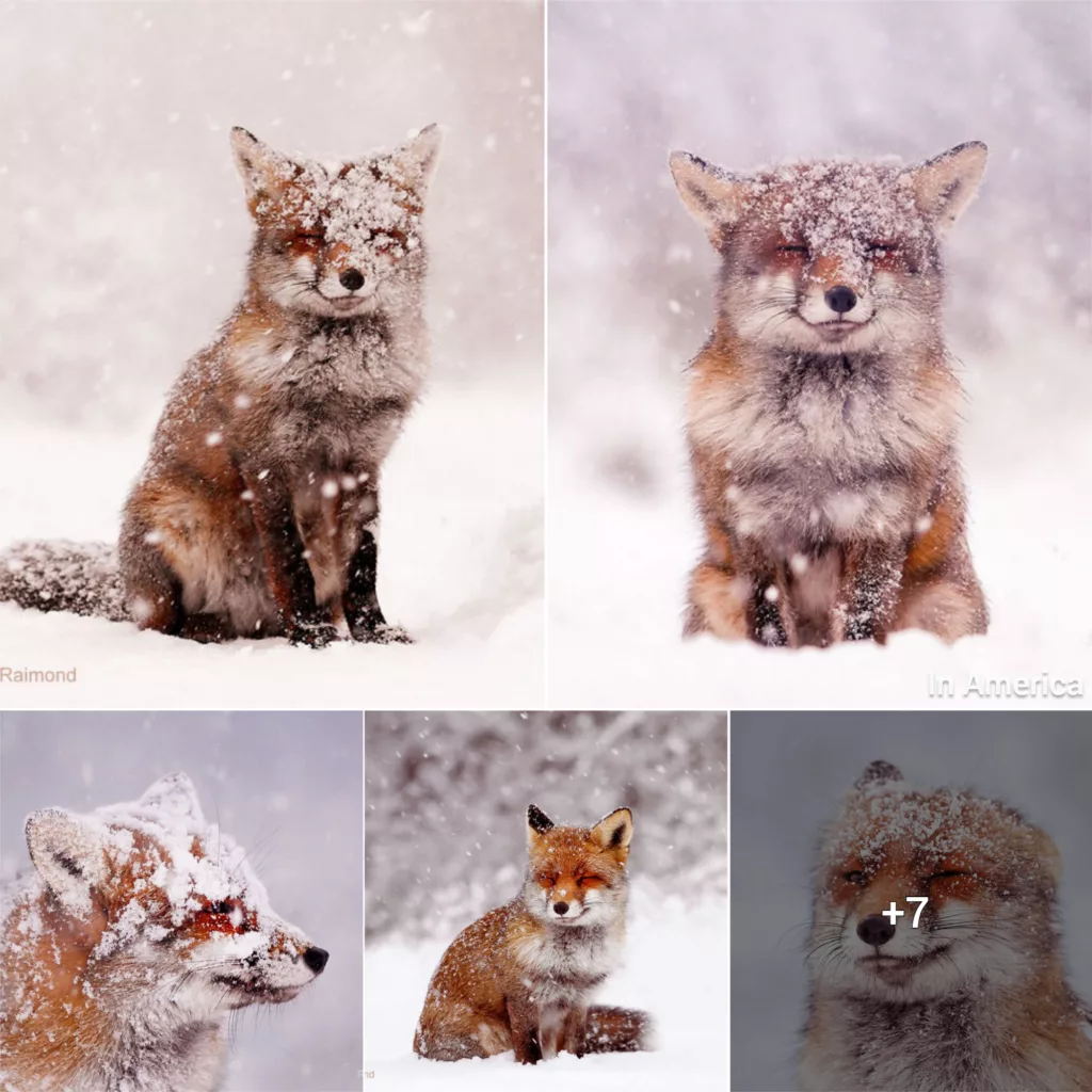 My 19 Pictures Of A Fox In Winter Wonderland