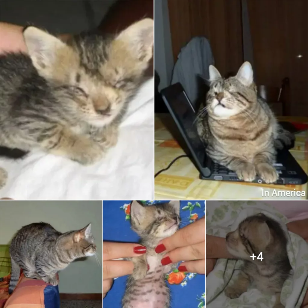 Blind Kitten Rescued By A Kind Man Who Never Gave Up On Her