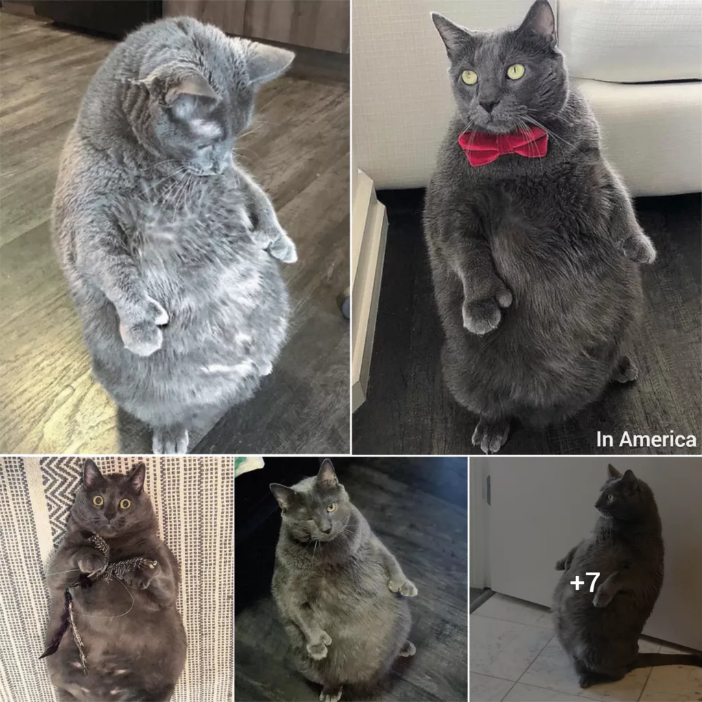 Meet Bruno A Cat Who Loves to Stand Like a Human, Achieves Nearly 20% Weight Loss Since Being Adopted