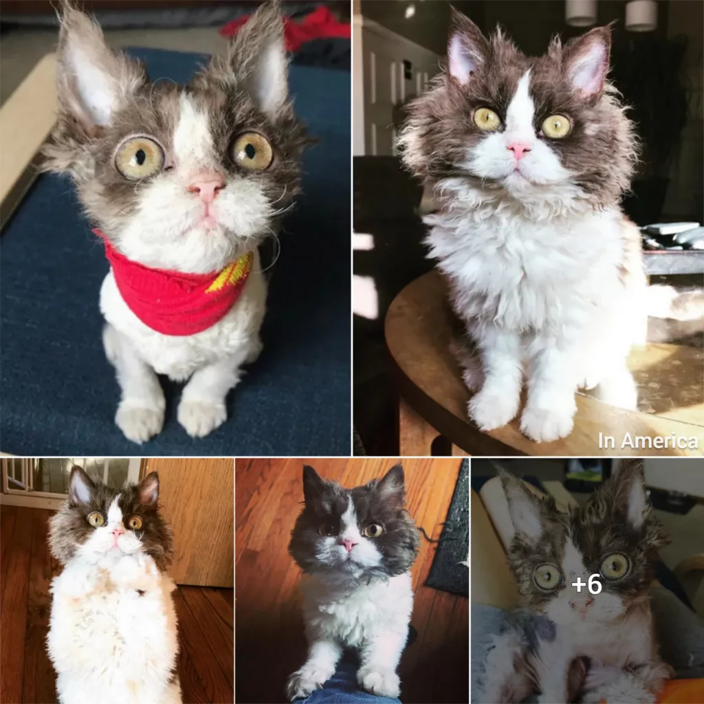 Kitten With Rare Condition Gets Her Fluff Back After She Finds Family of Her Dreamsa