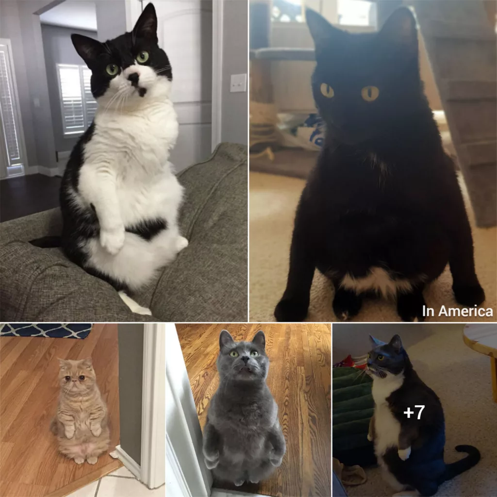 Funny Photos Proving That Cats Are Basically Just Feline Penguins