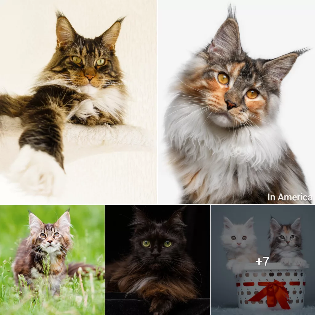 Experience the magnificence of the stunning Maine Coon cat.