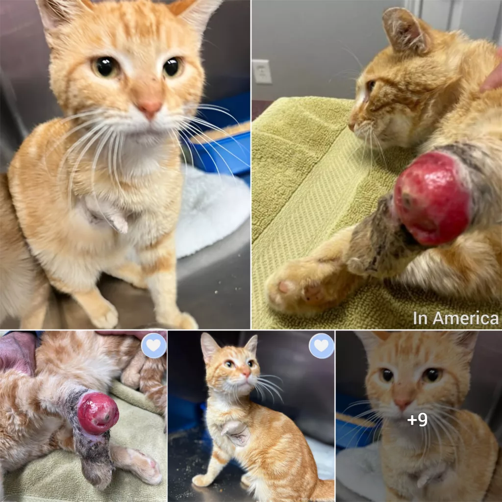 Stray Cat Found Limping Around With Severe Leg Injury Needs Your Help
