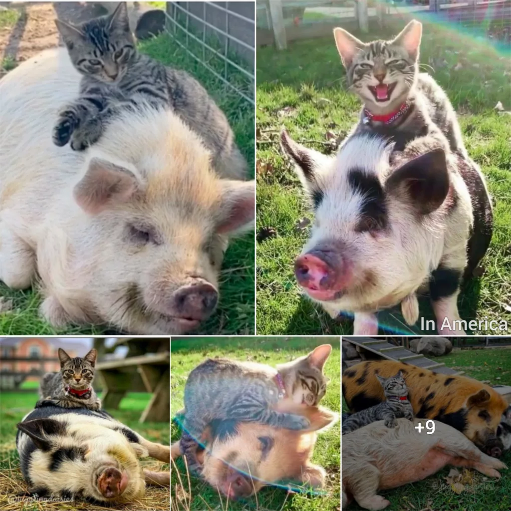Using grooming, massage, and cuddles, a barn kitten shows his affection for pigs in Cute Feline Friend.