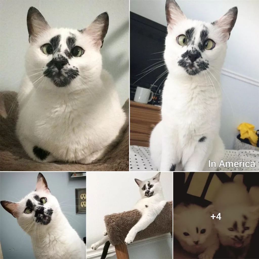 A rescued cat with a special face has won everyone’s love