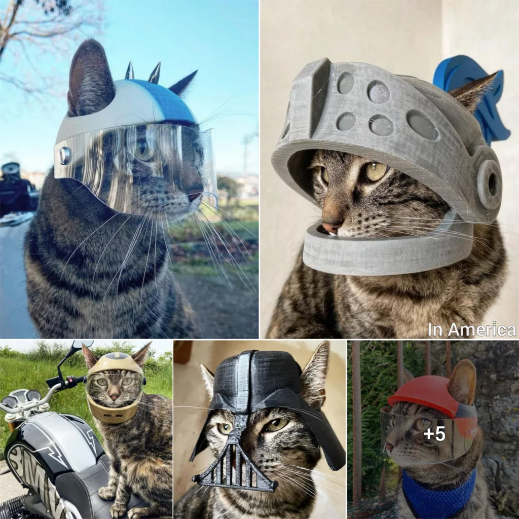 How this man designs distinctive 3D-printed helmets for his cat is very sweet