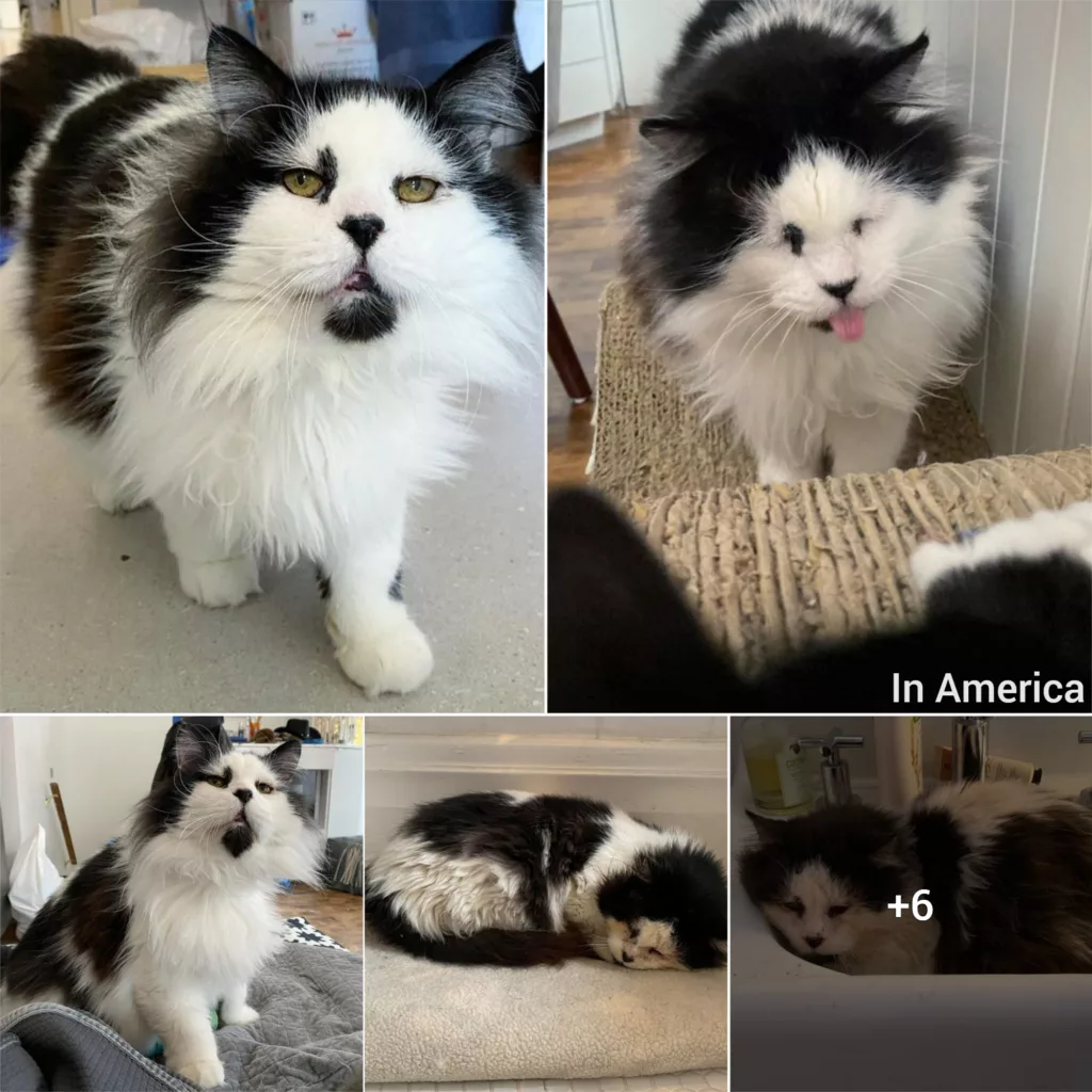 Abandoned cat begins to mature and grow into the sweetest guy in a house filled with love