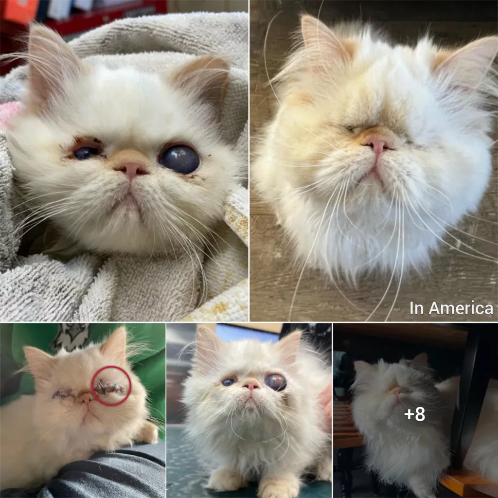 Meet The Beautiful Blind Himalayan Cat Who Found The Perfect Home After She Lost Both Of Her Eyes To An Infection