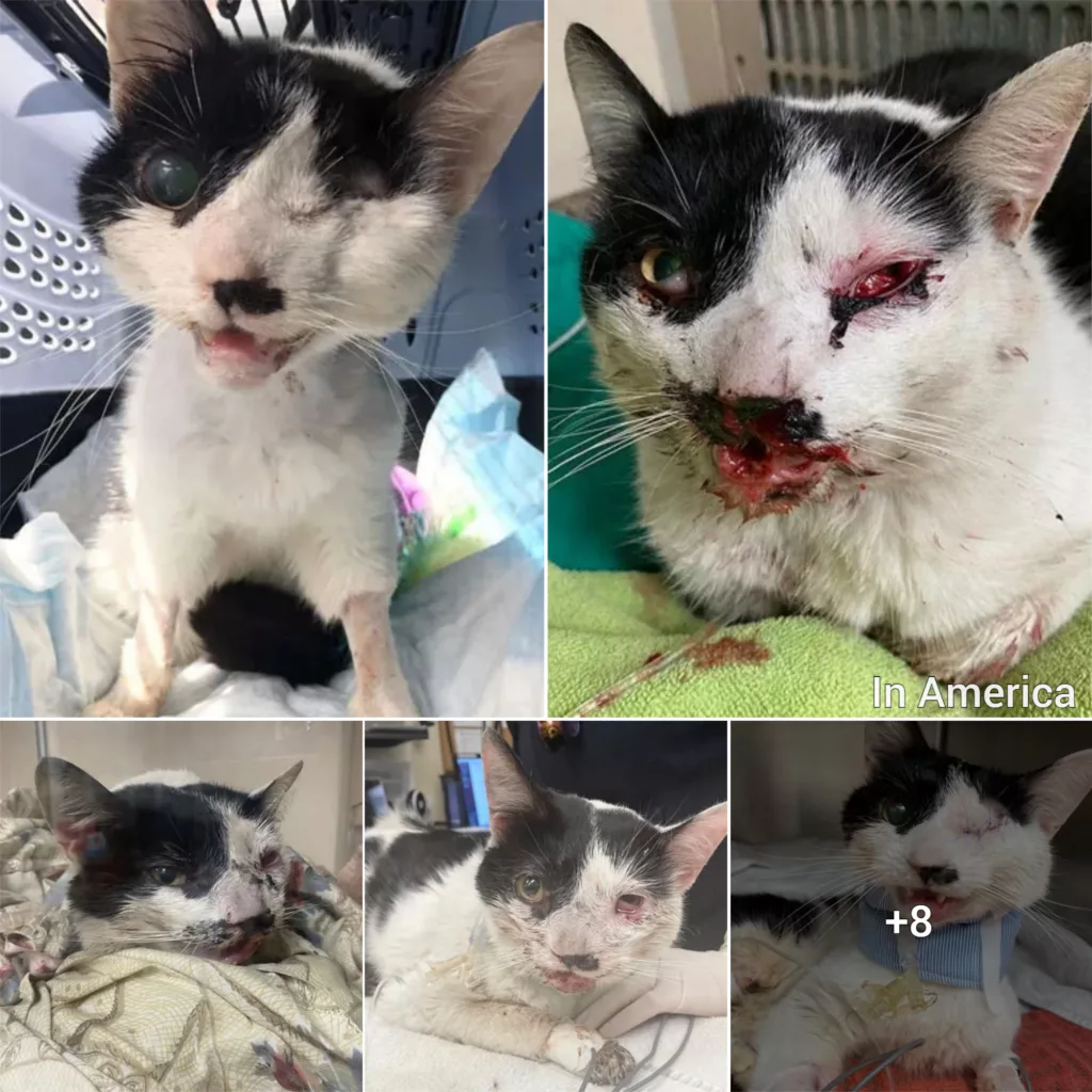 Meet Howard, The Incredible Cat Who Survived Being Hit By A Car And Is Now Looking For His Forever Home!