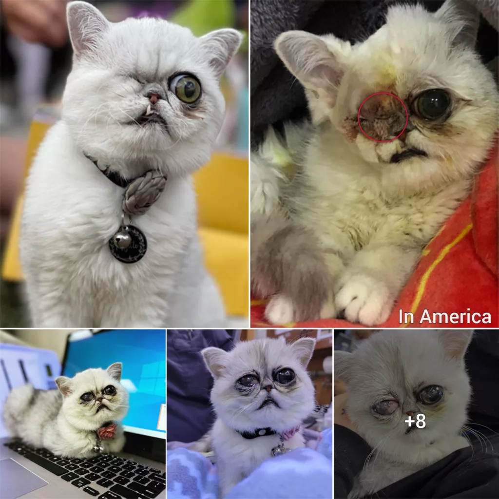 Gorgeous Exotic Shorthair Kitten Finds The Perfect Home After Her Right Eye Was Irreparably Damaged Due To Neglect