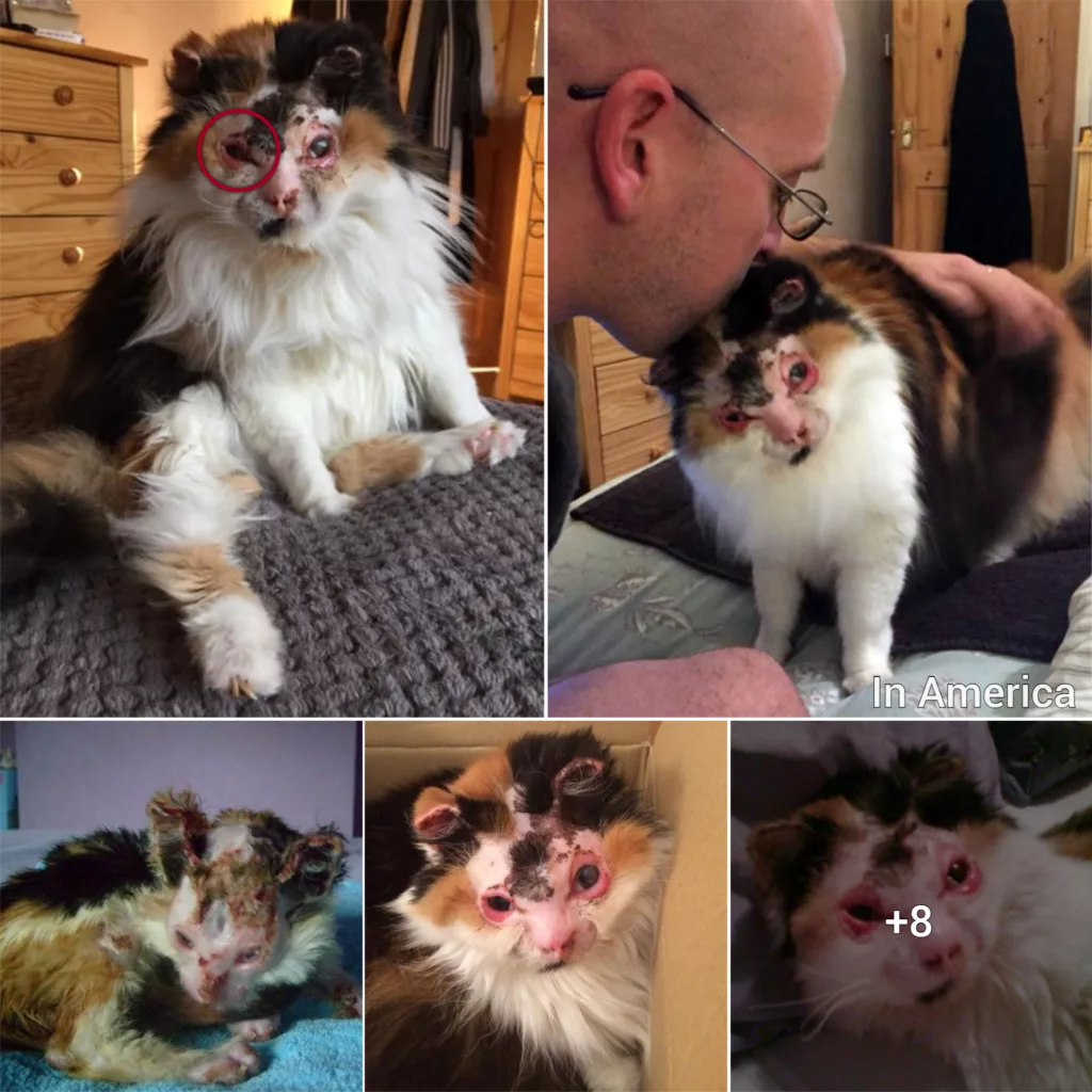 Meet The Stunning Senior Cat Who Survived Severe Burns As A Tiny Kitten And Found A Forever Home With The Couple Who Rescued Her!