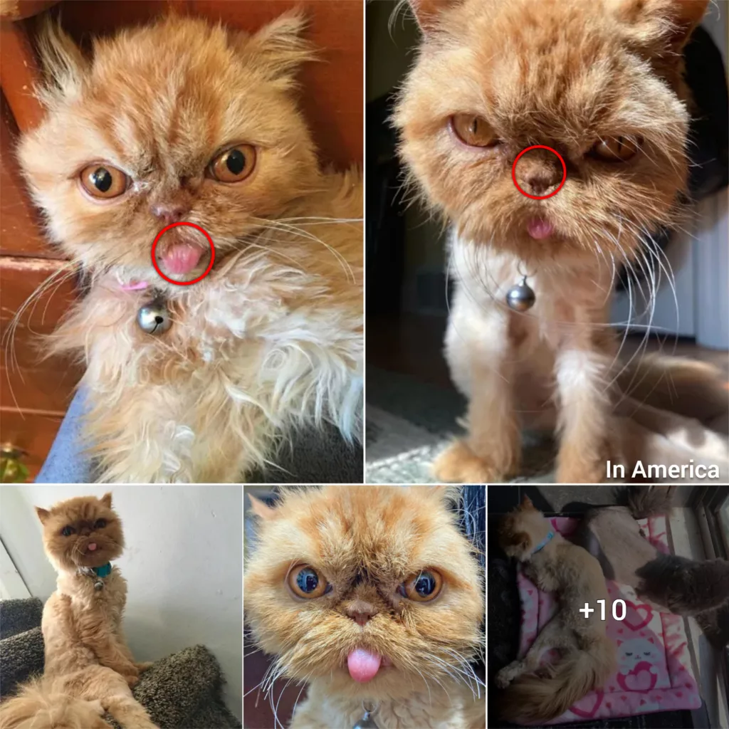 Meet The Beautiful Persian Rescue Cat Who Found A Wonderful Home After An Untreated Injury Left Her Unable To Use Her Back Legs