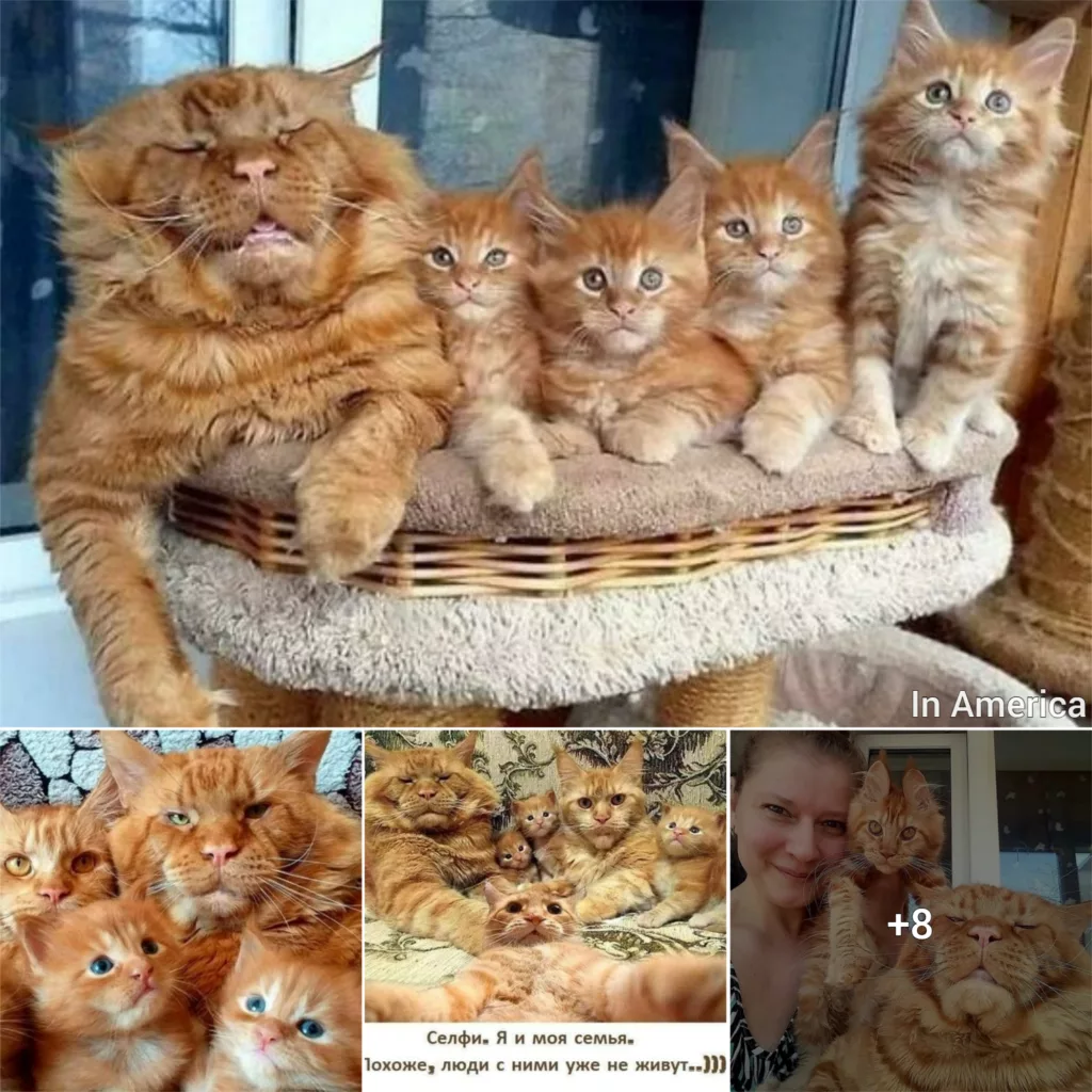 A Joyous Feline Family: The Famous Main Coon Cats Delight Fans on Social Media