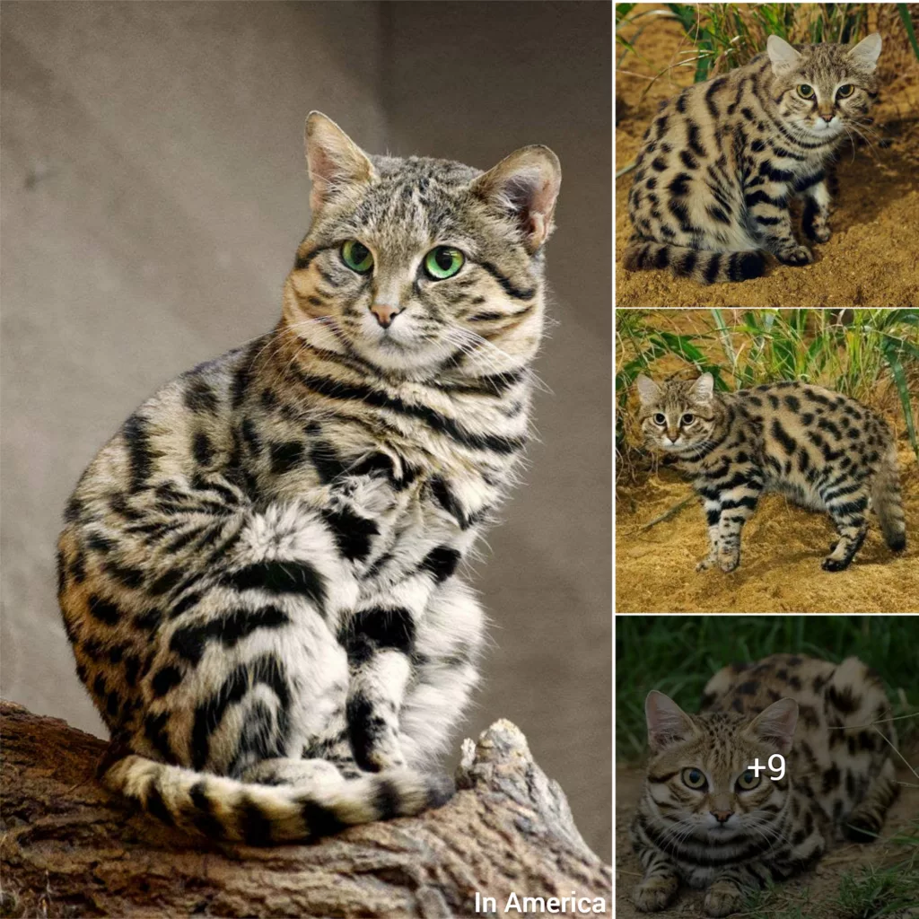 The Ferocious Yet Endearing Traits of the “Deadliest Cat on Earth” That Resemble Those of a Mother