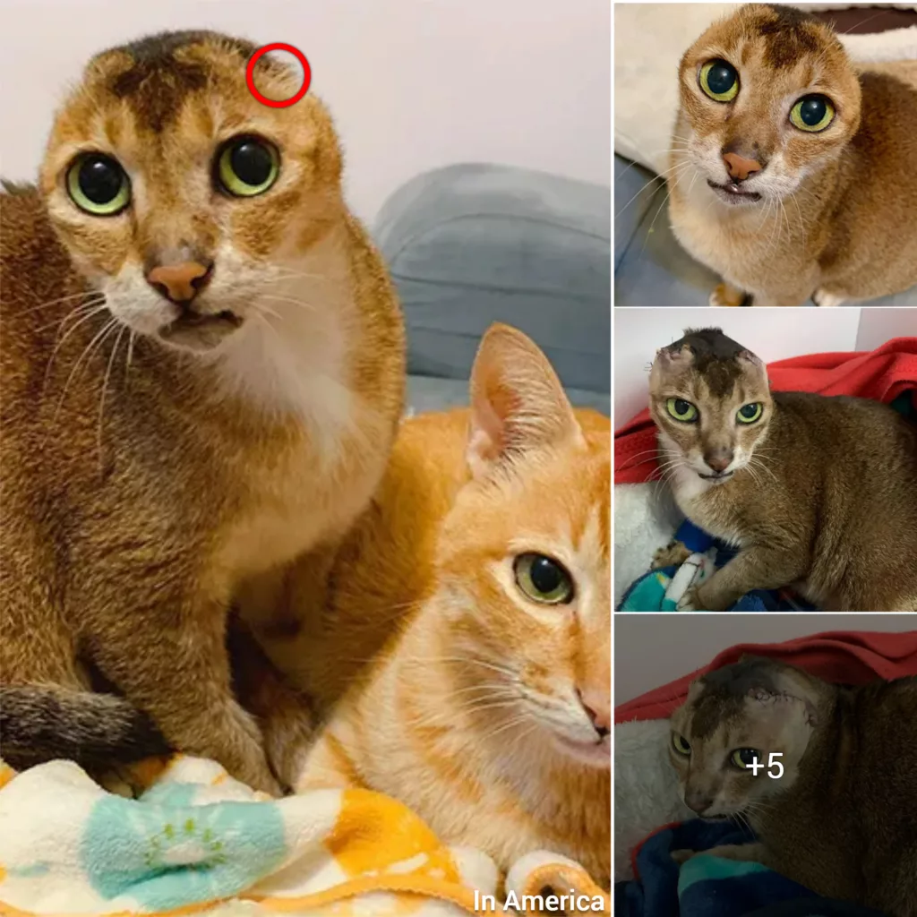 Earless Senior Cat Is Thriving In His Forever Home After Being Reunited With His Long-lost Best Friend!