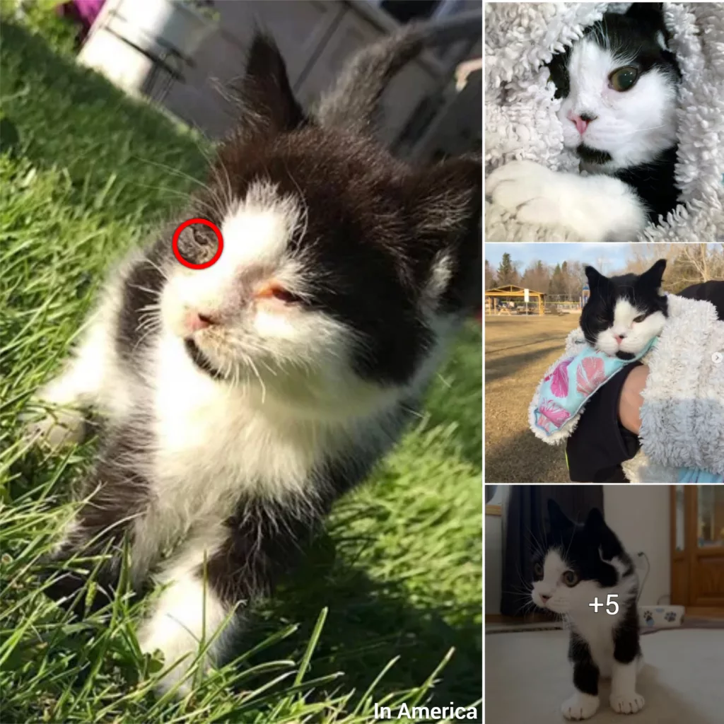 Meet The Incredibly Cute Cat With Mucopolysaccharidosis Who Found The Perfect Forever Home With The Woman Who Rescued Him From The Streets!