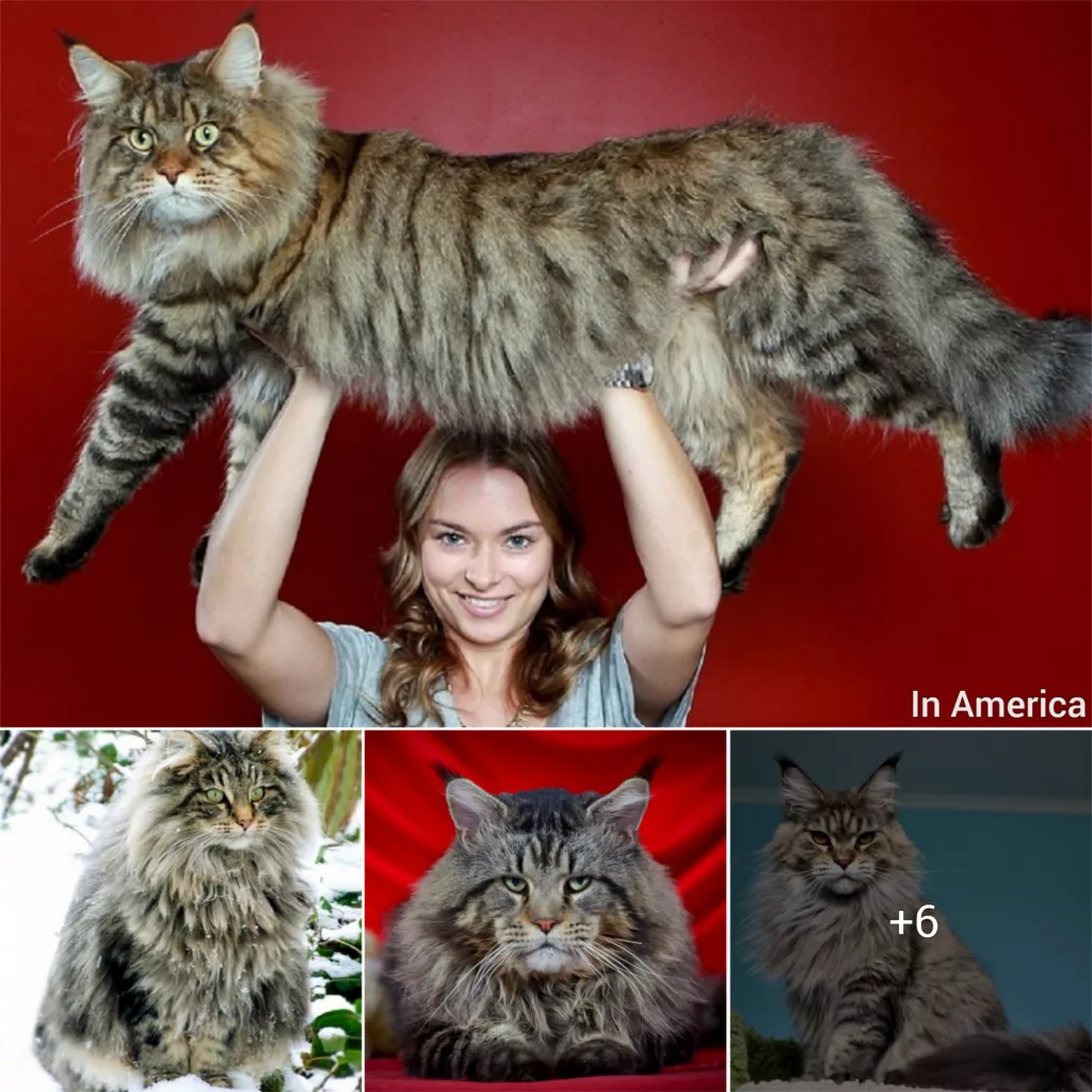 The largest long-haired American cat in the world is the Maine Coon